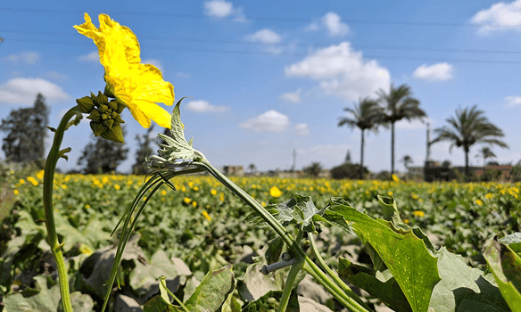 Agro Village Vision