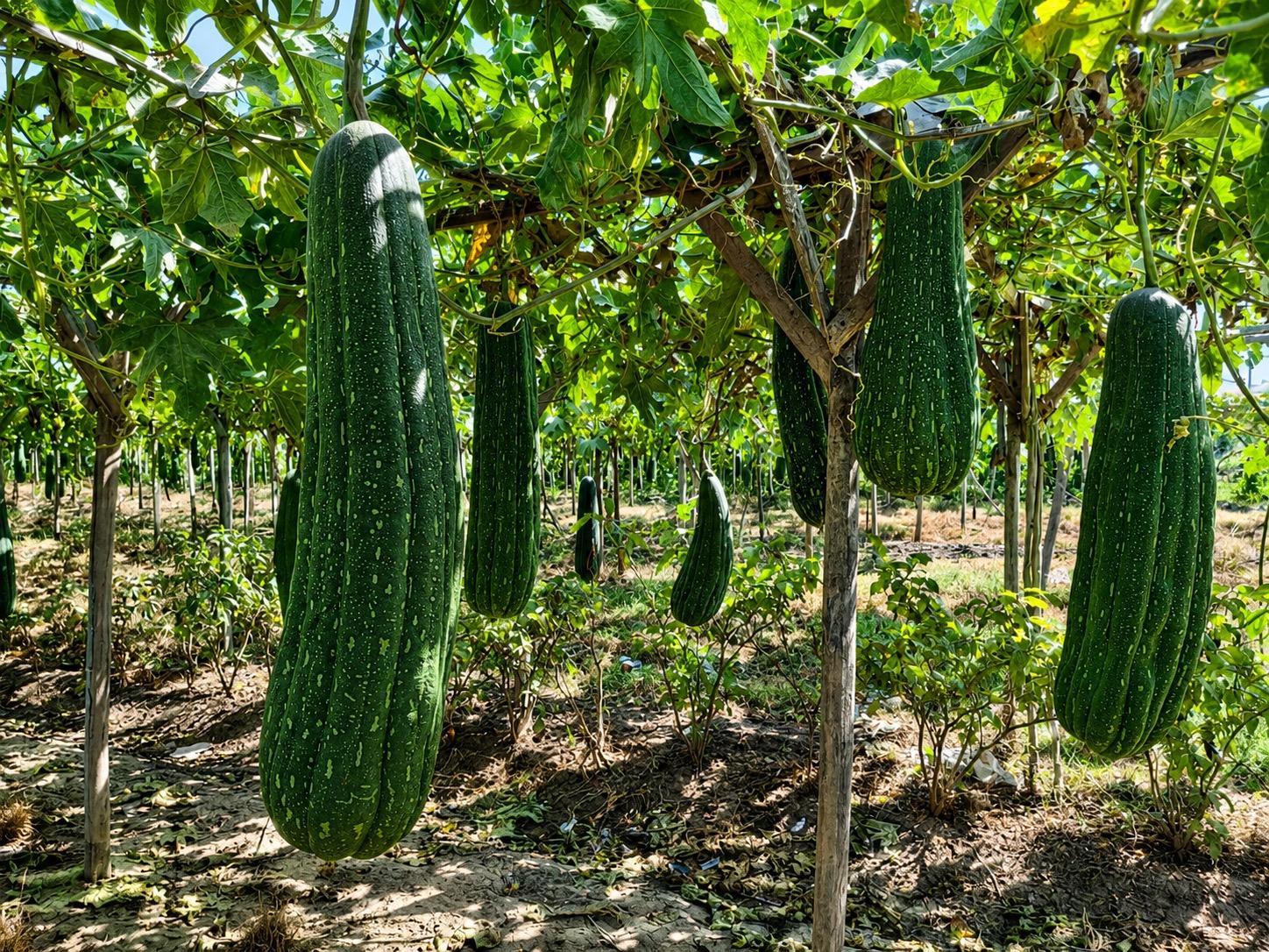 Grown Naturally in the Nile Delta