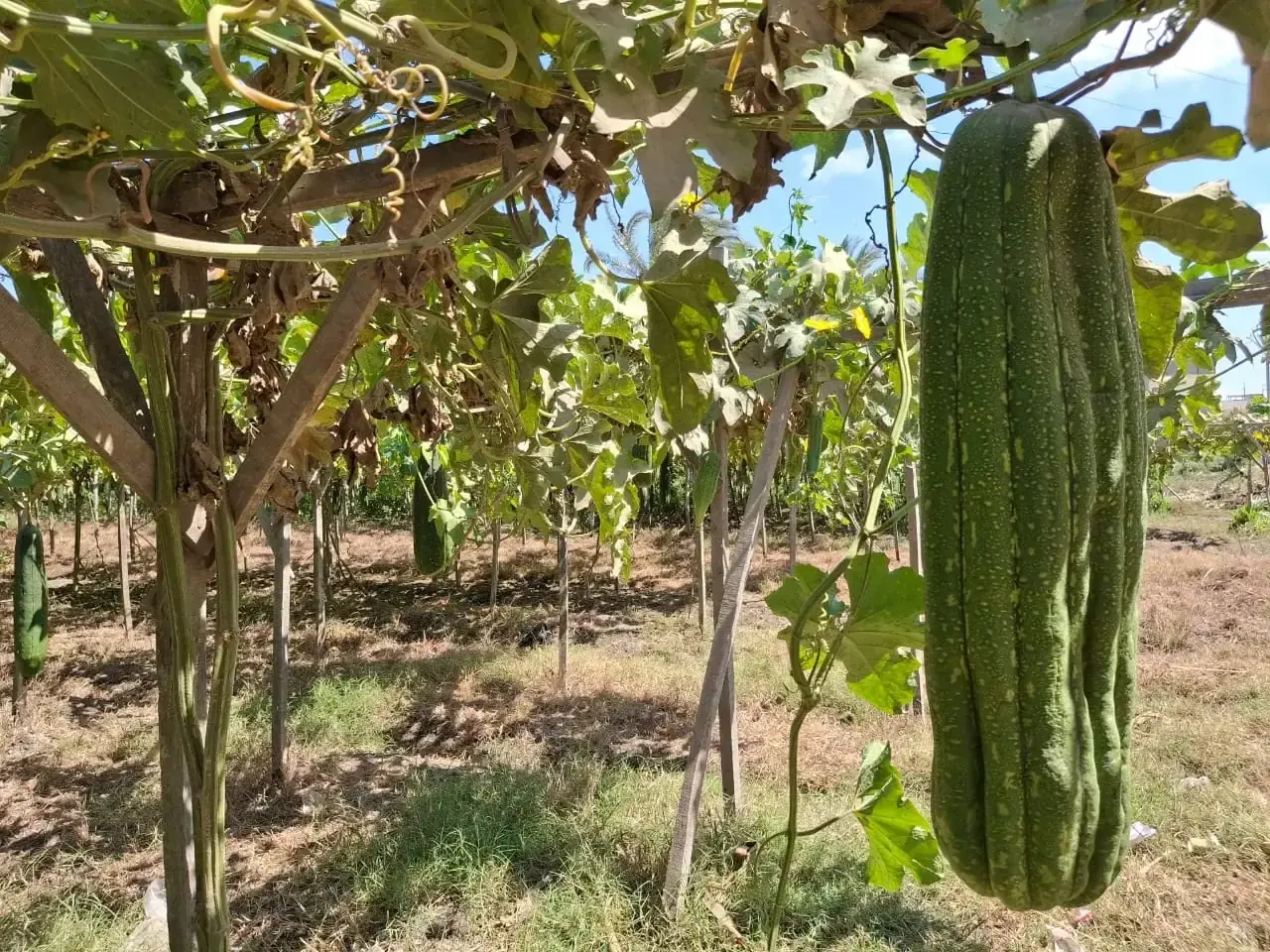 Raw Loofah (Raw Material Bales) thumbnail 8