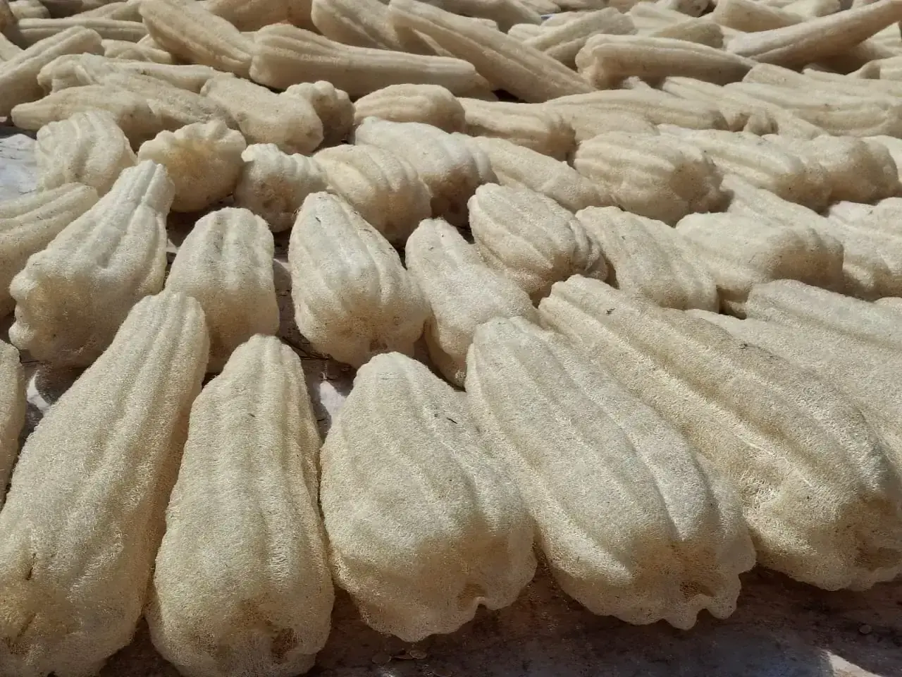 Raw Loofah (Raw Material Bales)